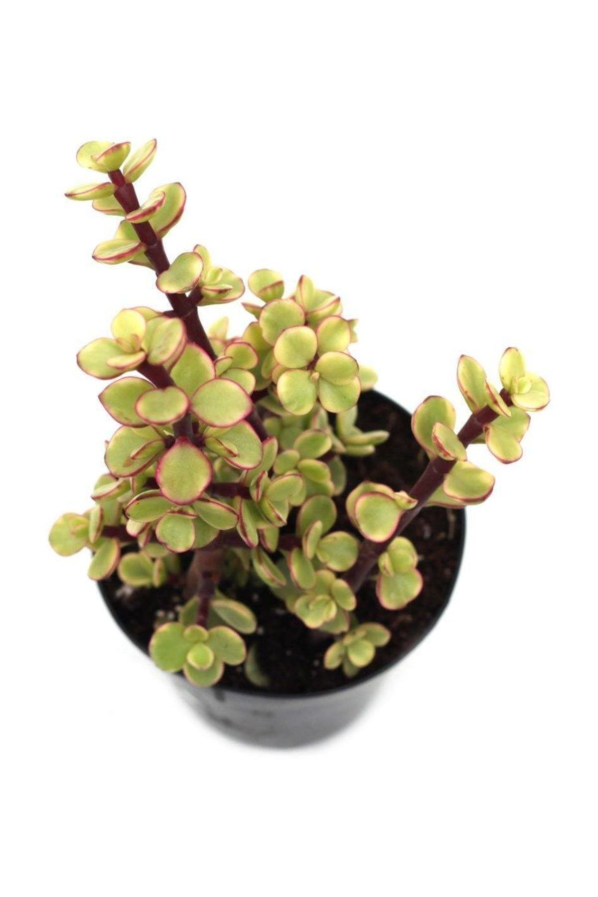 OSKARYUM Portulacarıa Fil Hortumu Sukulent