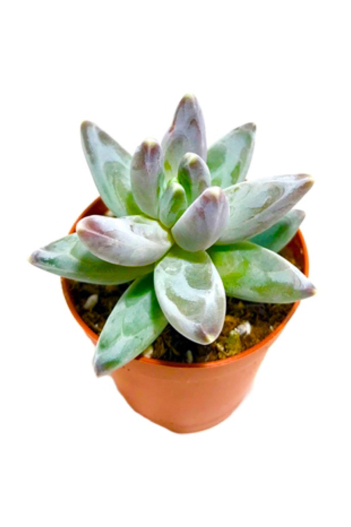 Arts Gardens Pachyphytum Blue Haze 5.5 Cm Saksıda