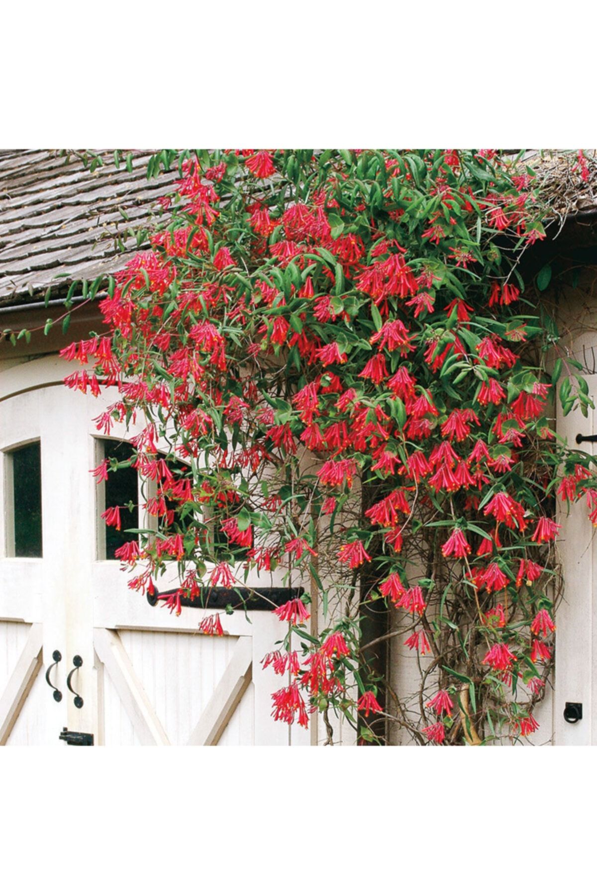 lalaahmetbotanik Kırmızı Hanımeli Çiçeği, Lonicera Sempervivens