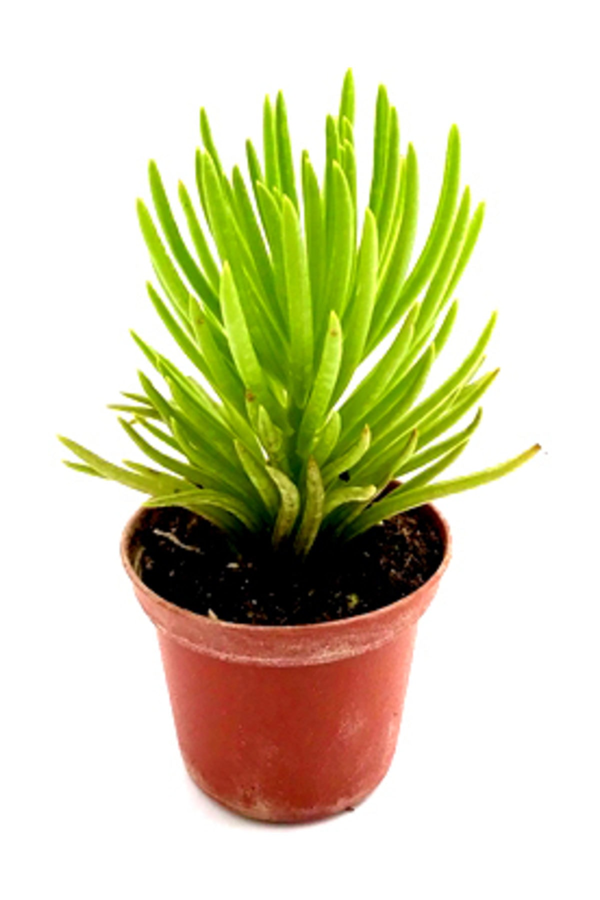 Arts Gardens Senecio Archeri Succulent Çiçek açan sukulent türü 5.5 cm saksıda