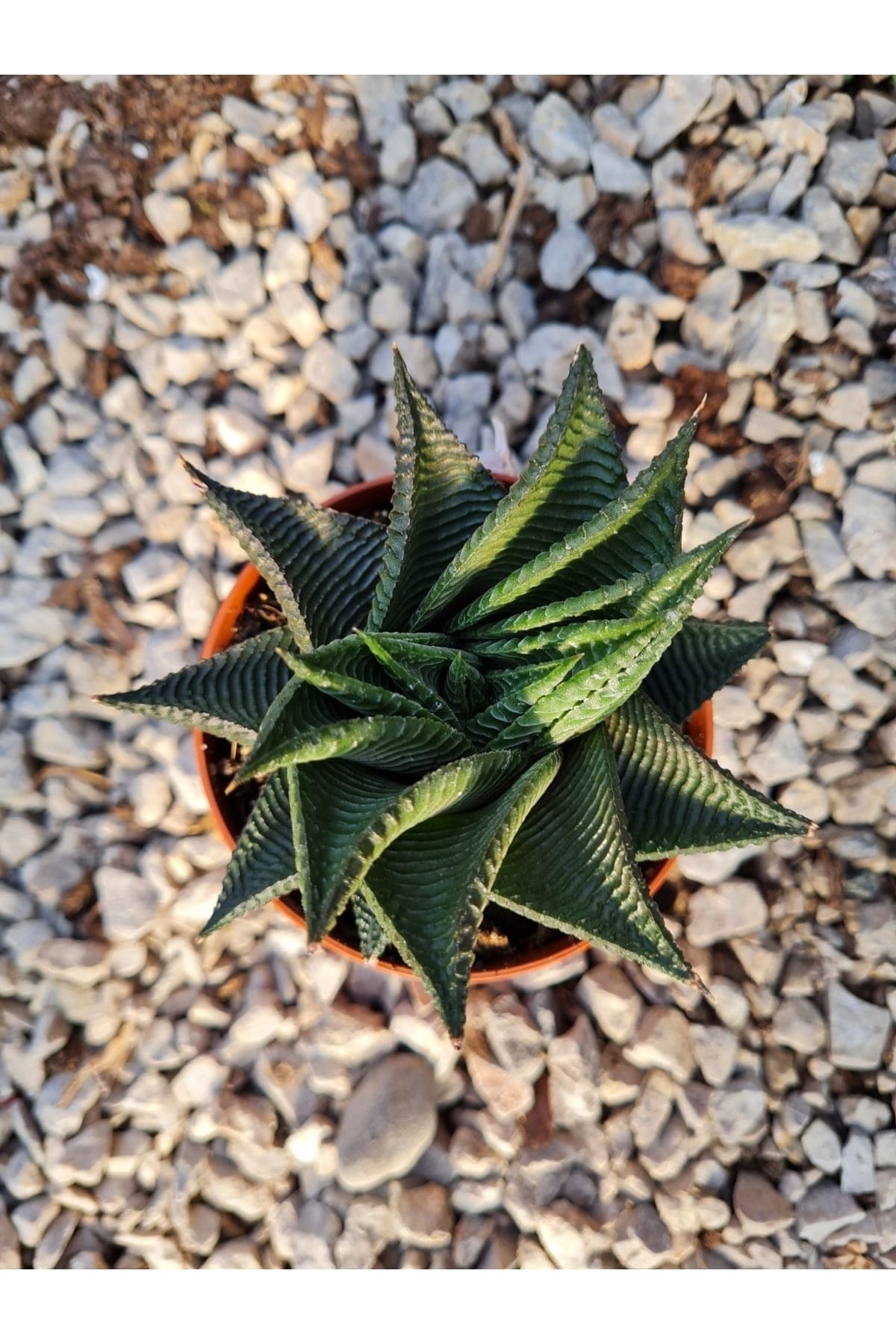 Astro Kaktüs Sukulent Haworthia Limifolia