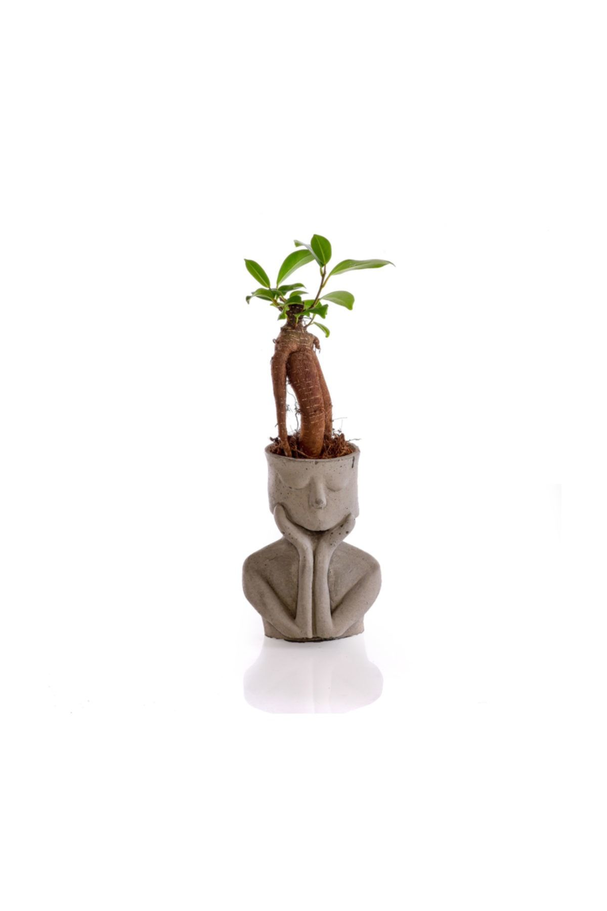 ciceksanat Thinky Saksıda Ficus Ginseng Bonsai