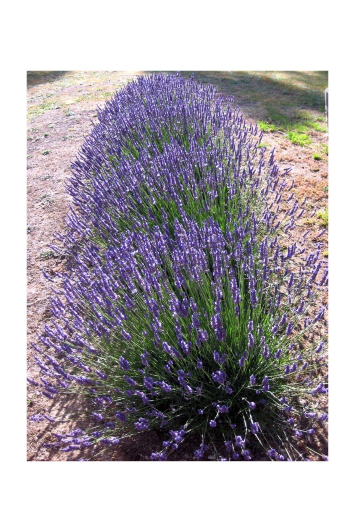 1001fidan Lavandula Angustifolia Lavanta Fidesi