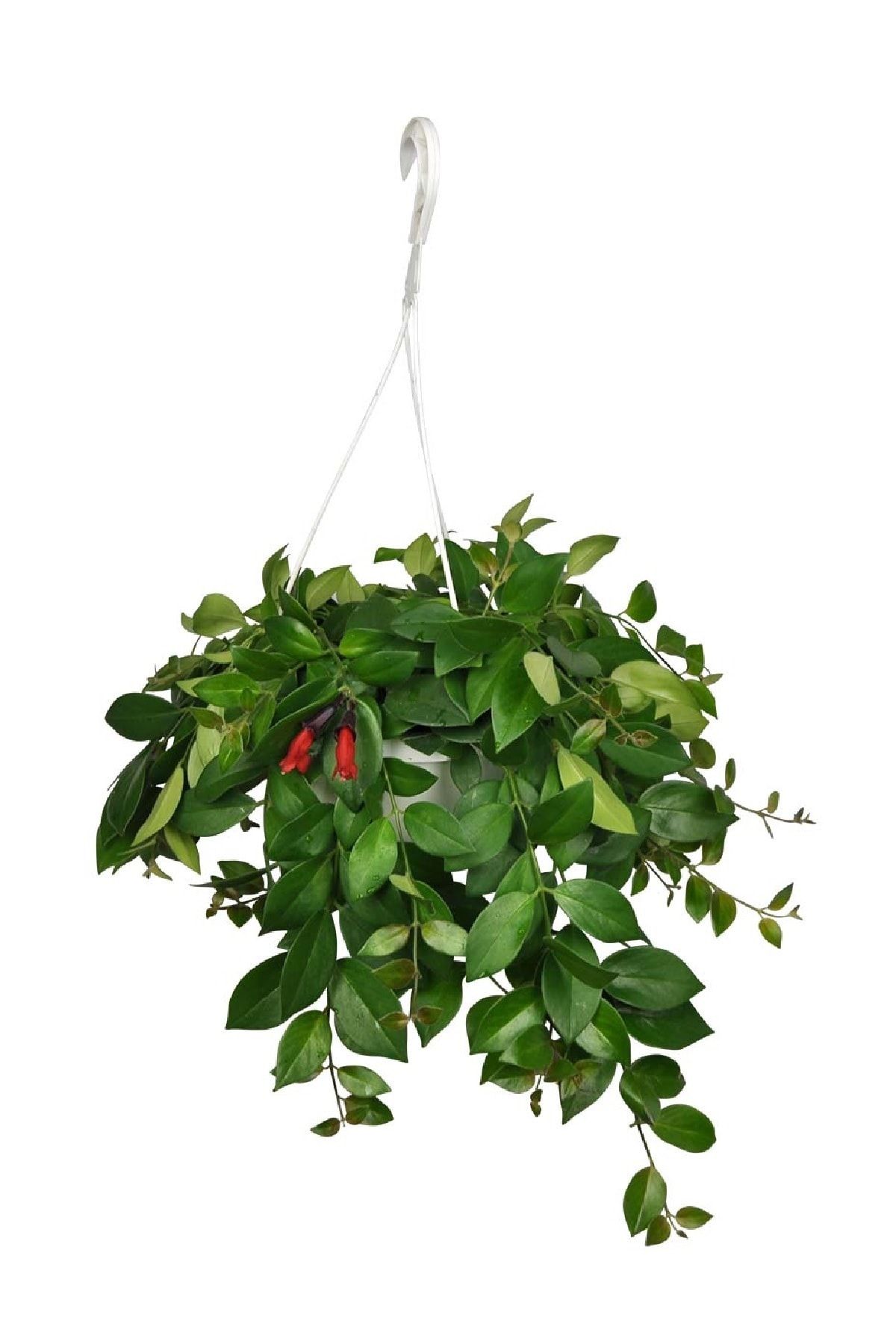 Yalova Fidan Market Ruj Çiçeği, Aeschynanthus Sarmaşığı