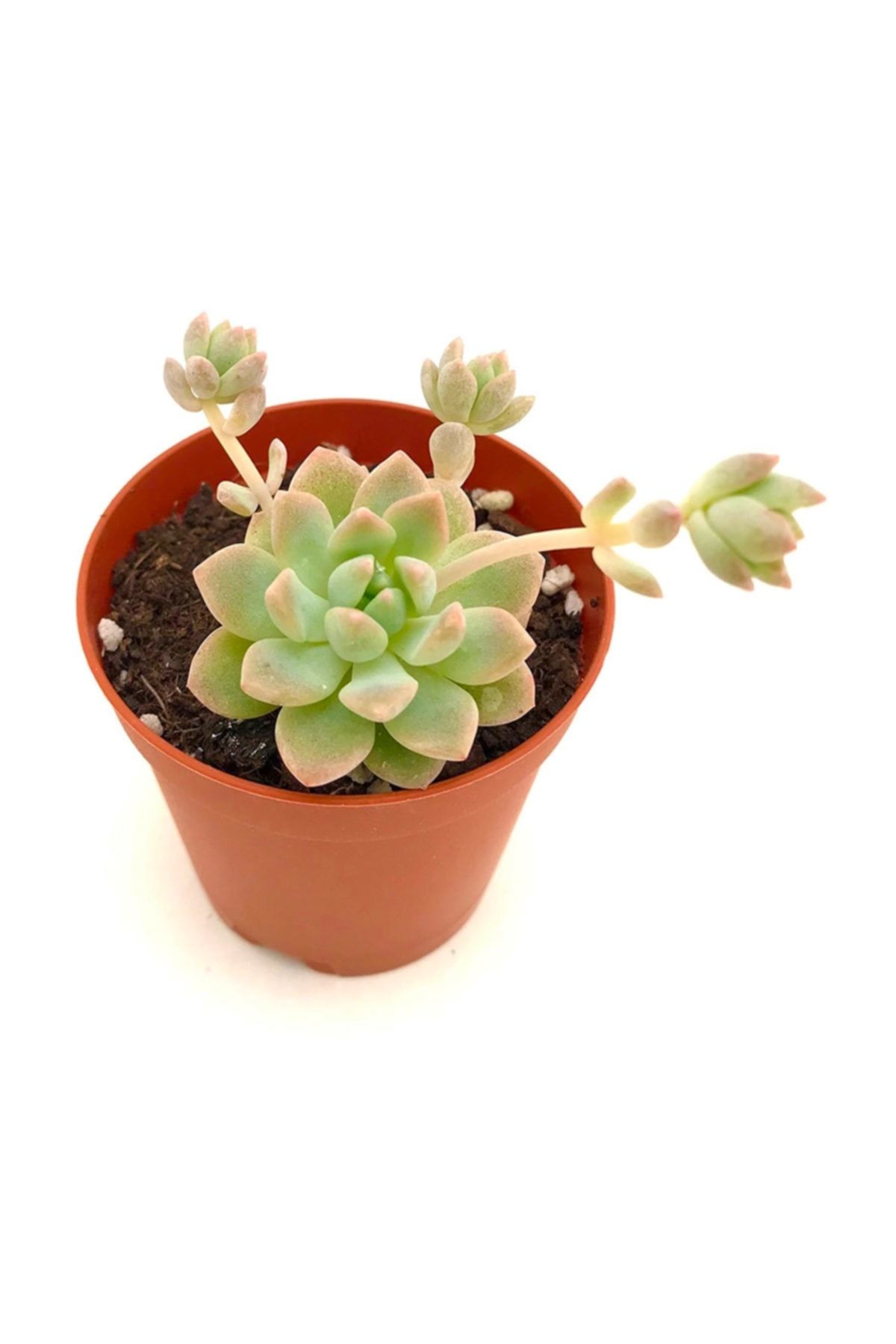 Arts Gardens Echeveria Prolifica Succulent Bitkisi Nadir Bulunan