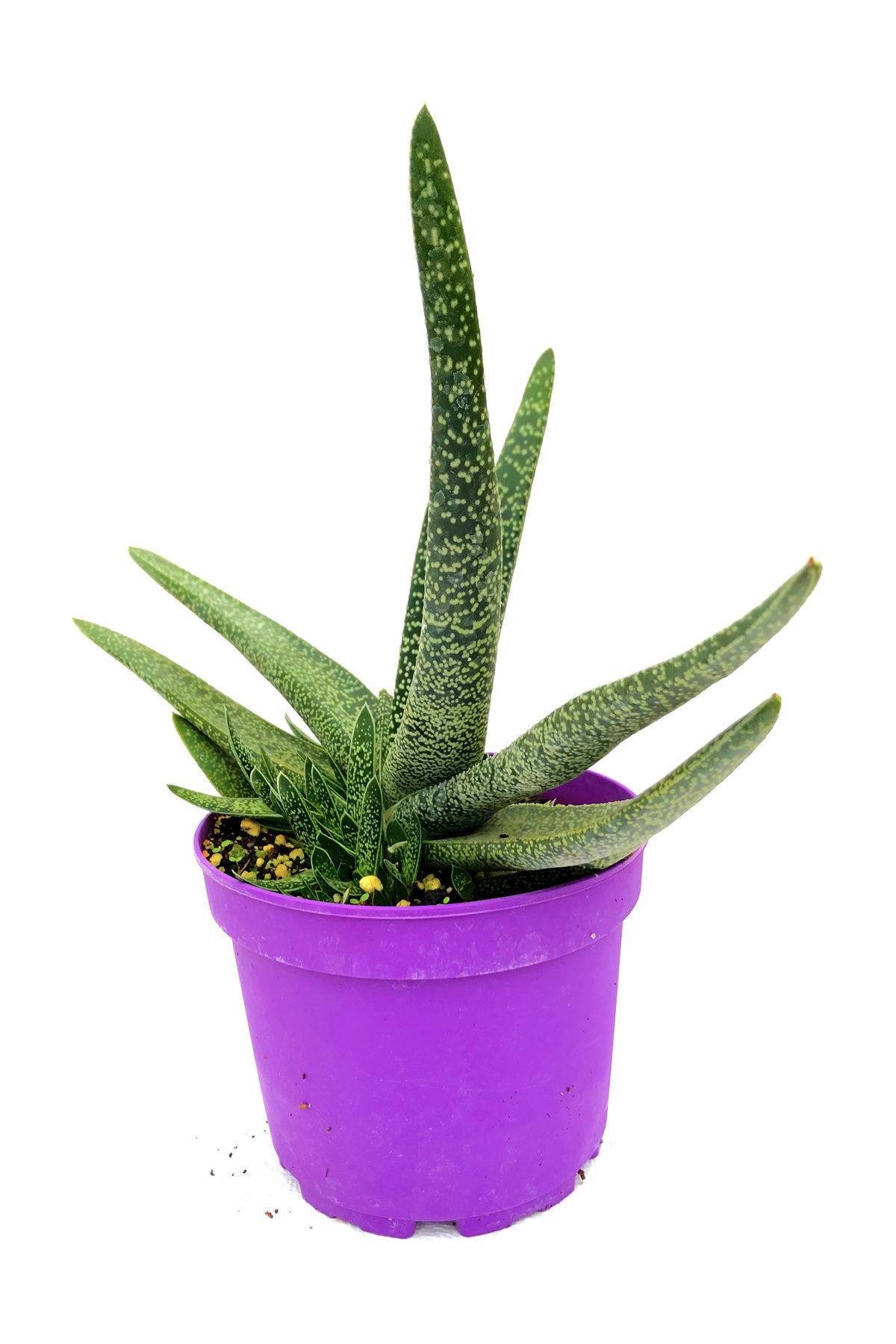 Arts Gardens Gasteria Doreeniae Nadir bulunan Succulent bitkisi 25 - 30 Cm