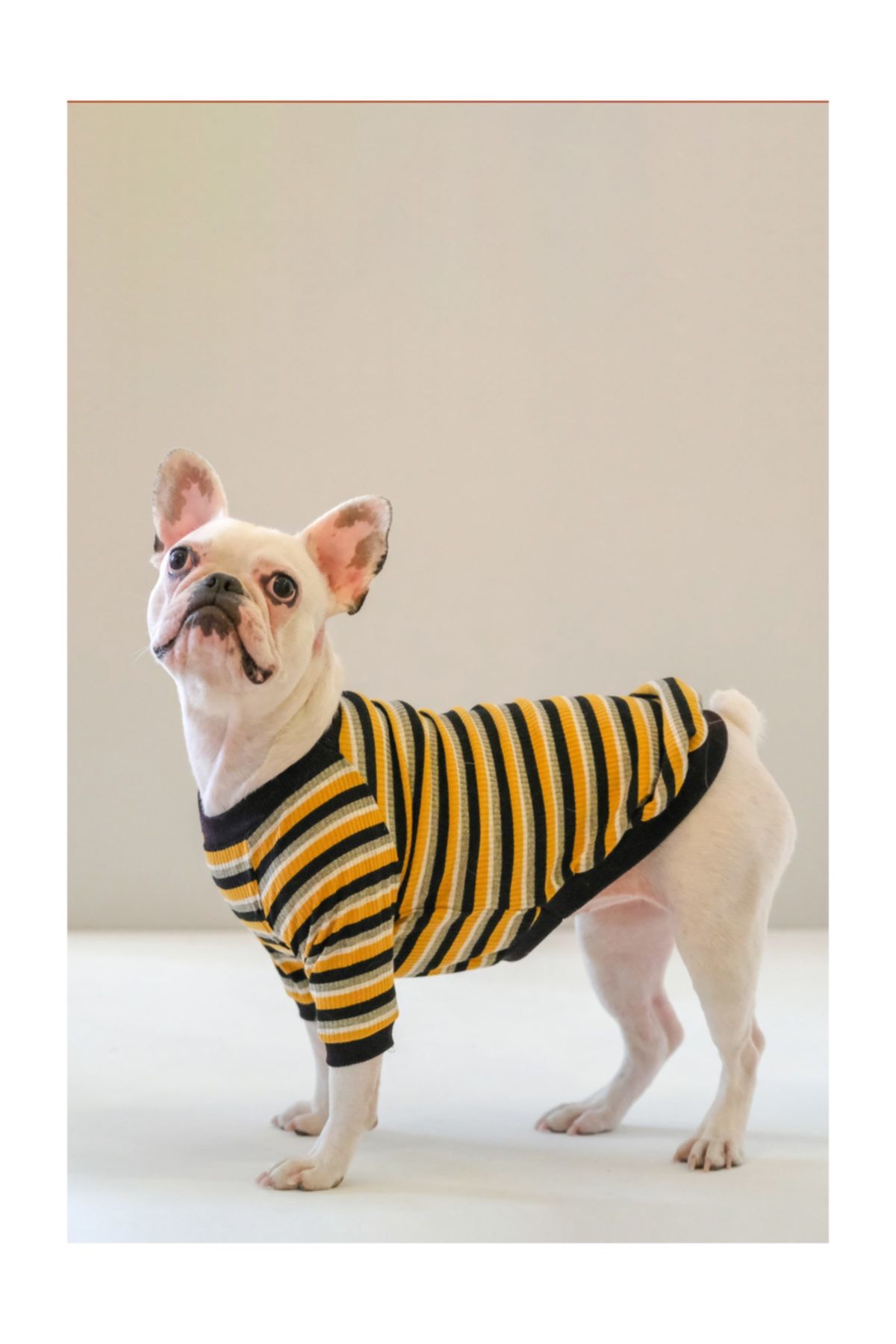 Ponchic Simli Çizgili Köpek/kedi Tişörtü