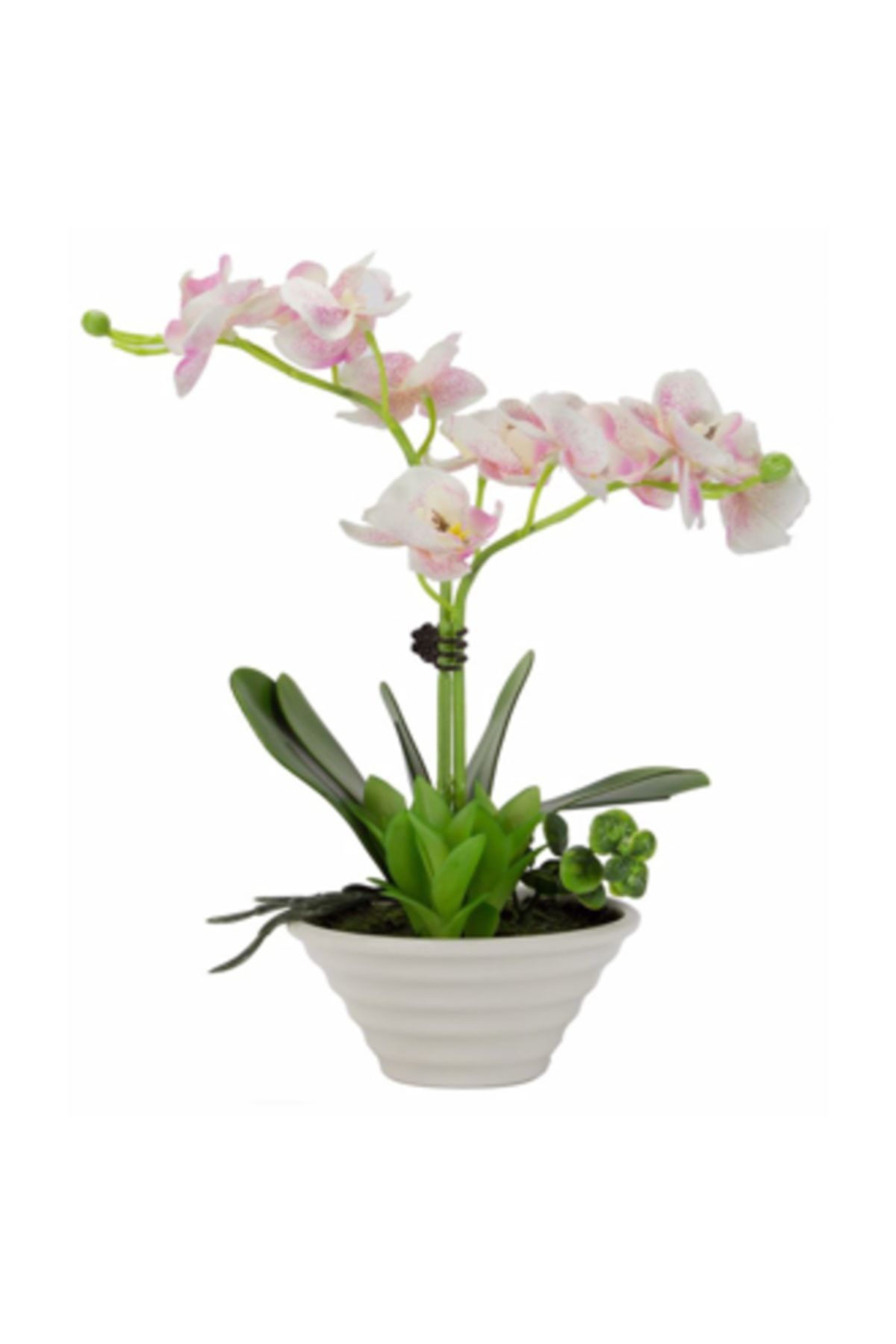 Tmall Home Design Saksılı 2 Dallı Orkide Pembe-beyaz