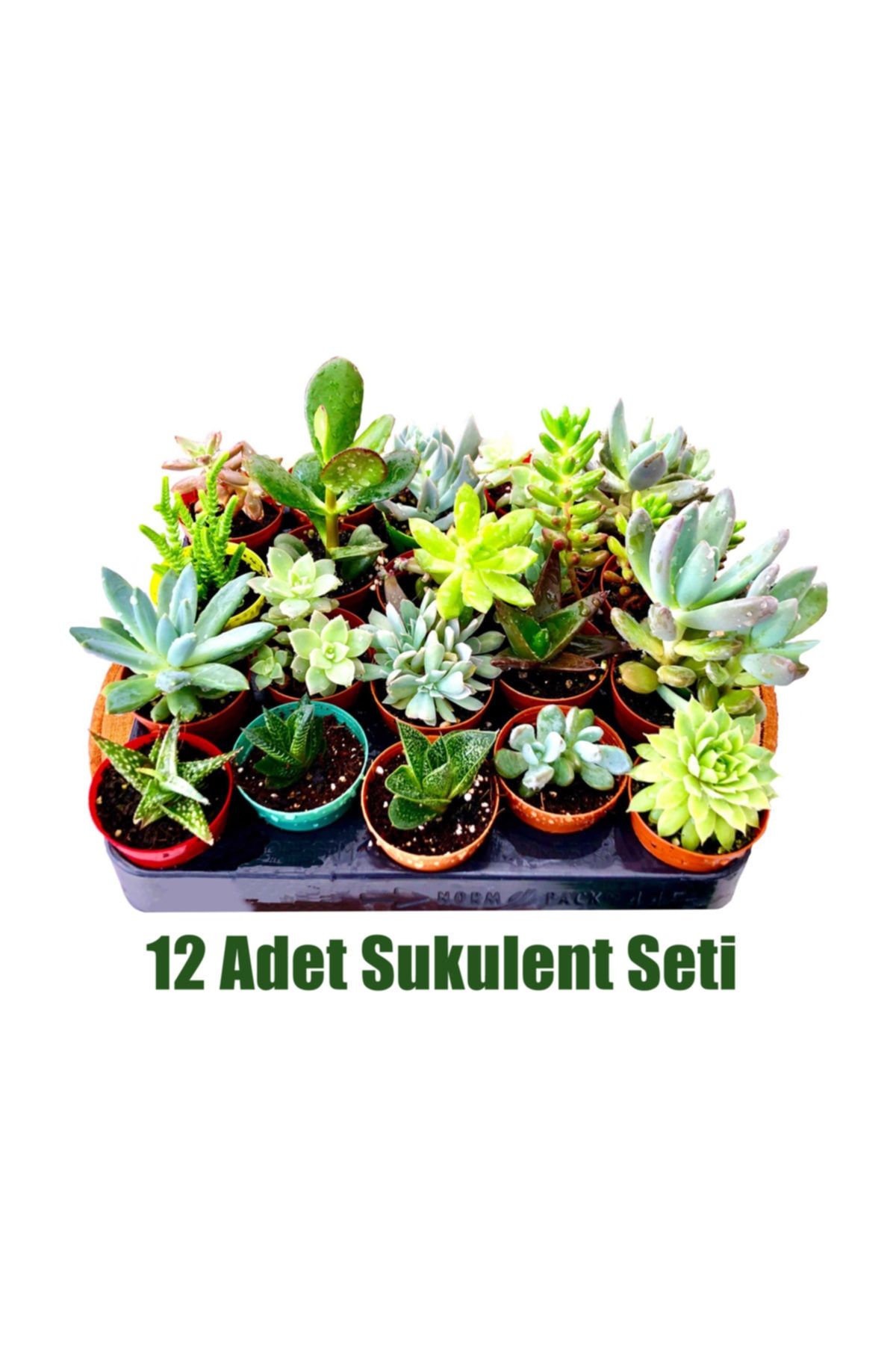 Arts Gardens Sukulent Seti 12 Ad Mix