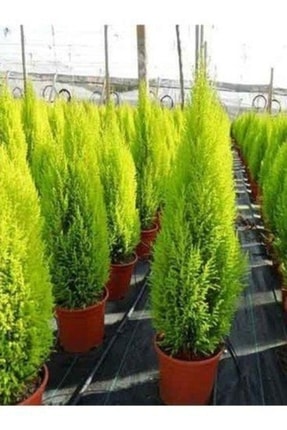 Tüplü ( Salon Çamı ) Limoni Servi Çam Fidanı (14 Lük Saksıda- Boyu 30-40 Cm ) Limon Kokulu Çam Fida Image 0