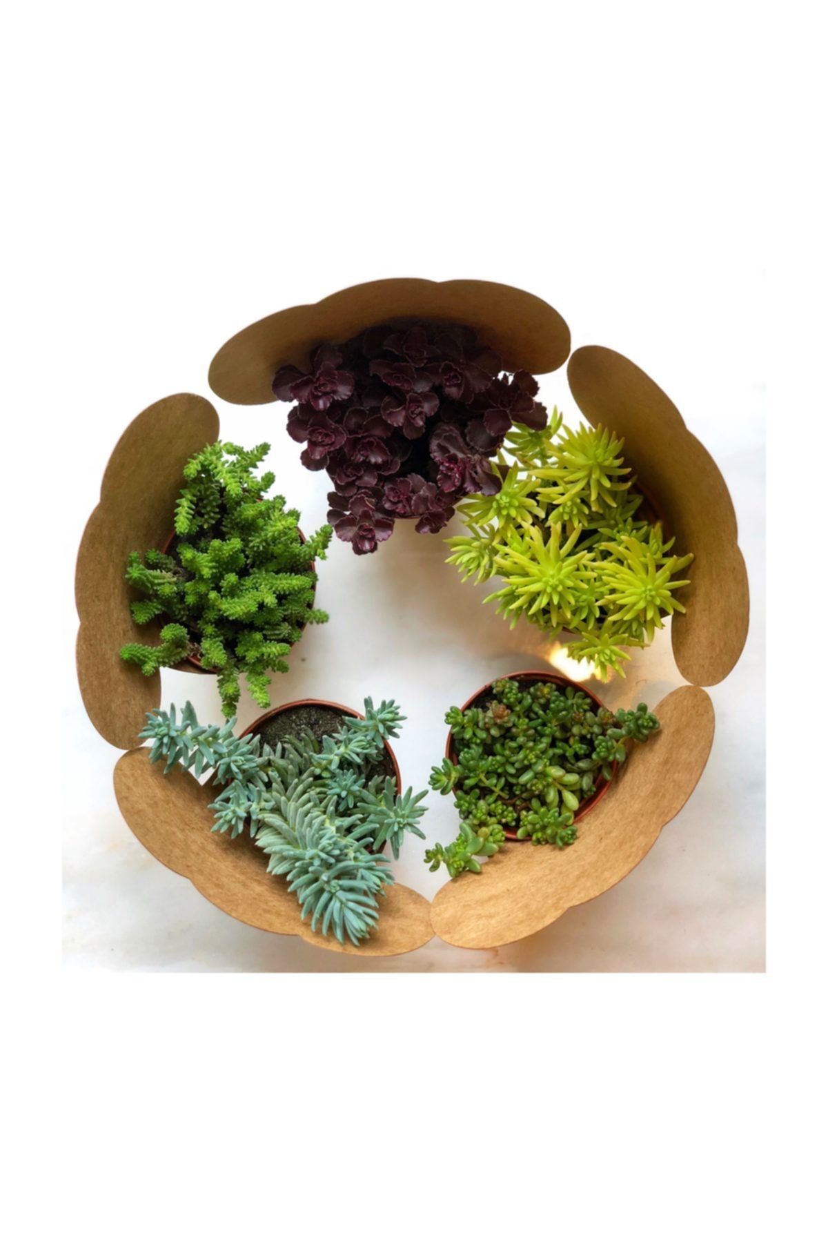 FİDAN PAZARI 20 Adet Kraftlı Sukulent Sedum Mix