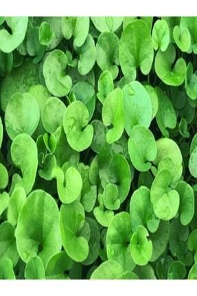 Dichondra Repens Fare Kulağı Çim Tohumu 1kg Image 0