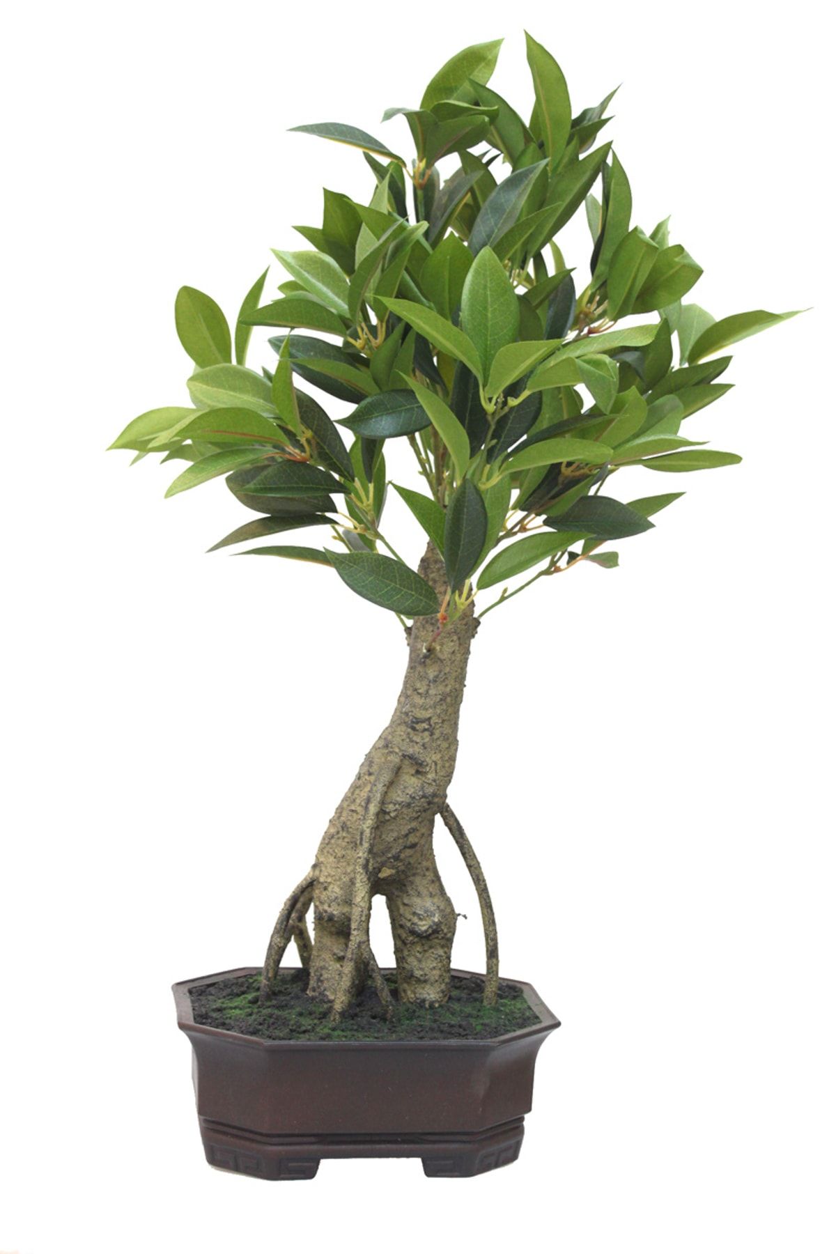 yapay cicek deposu yapay bonsai agaci ficus ginseng 70 cm fiyati yorumlari trendyol