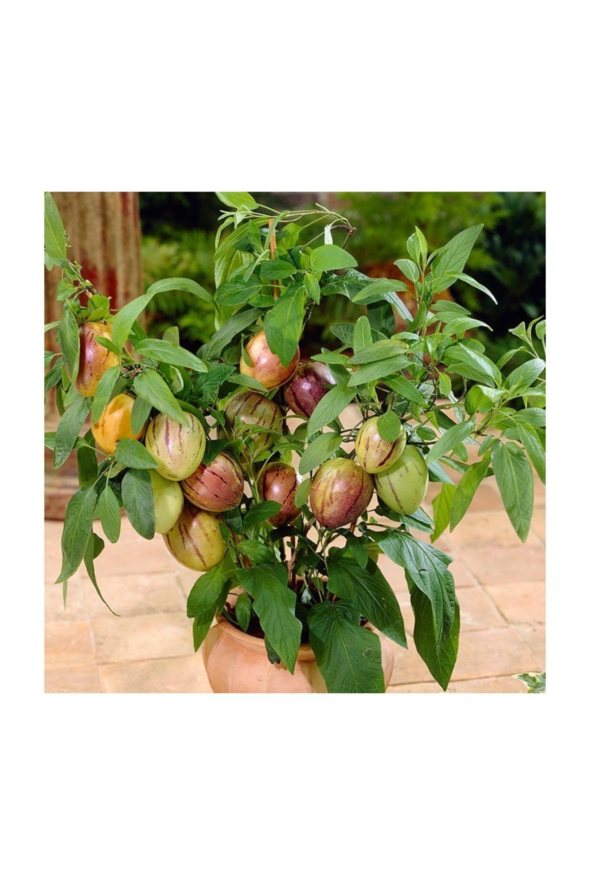 fidanistanbul Solanum Muricatum Pepino Fidesi, Saksıda