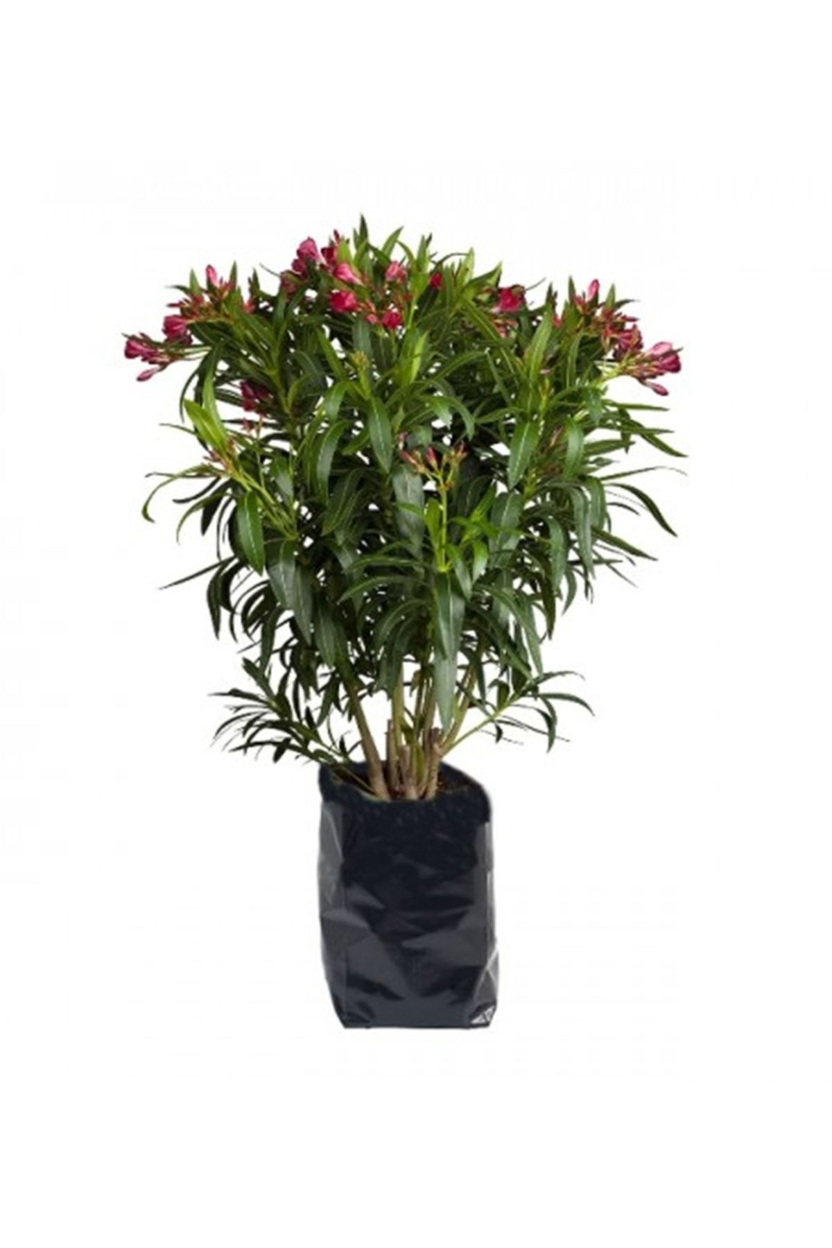 Karadeniz Fidancılık Zakkum Çiçeği Kırmızı 60x100 Cm