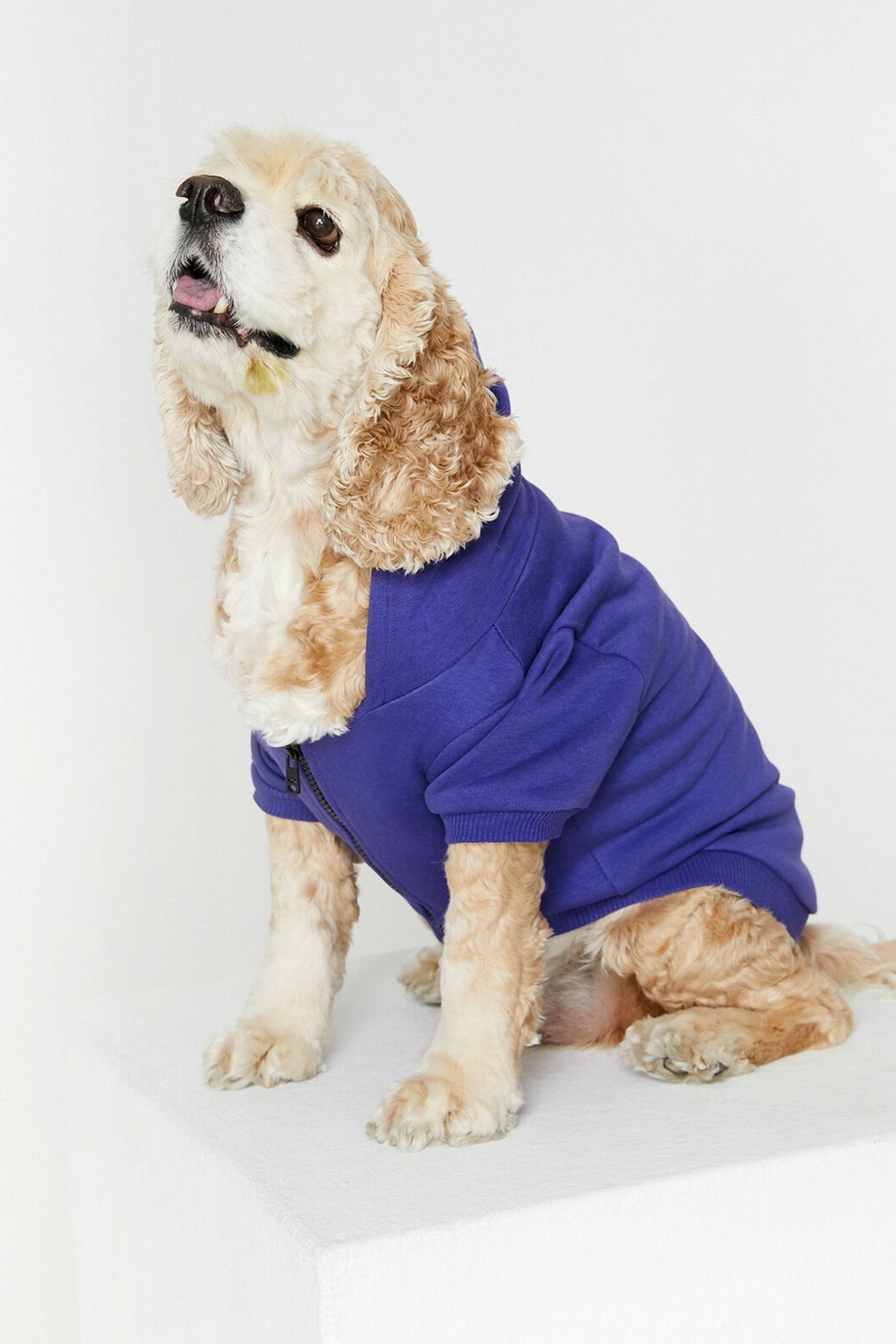 Koton Mor Kapüşonlu Kısa Kollu Fermuar Detaylı Köpek Sweatshirt 0KAL18326IK