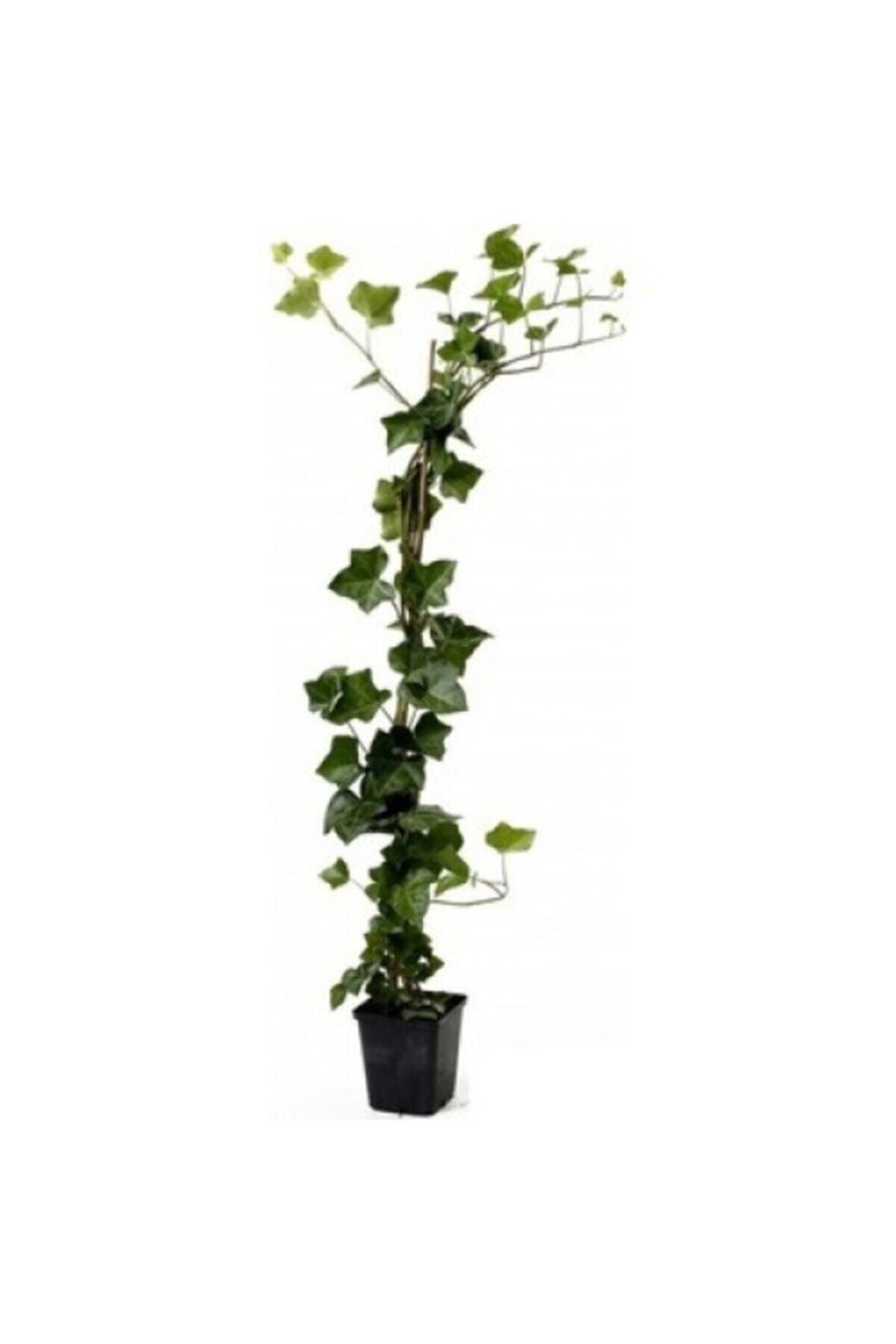FİDANAVM Hedera Helix Küçük Yeşil Yapraklı Orman Sarmaşığı, Dev Boy +100 Cm, Saksıda