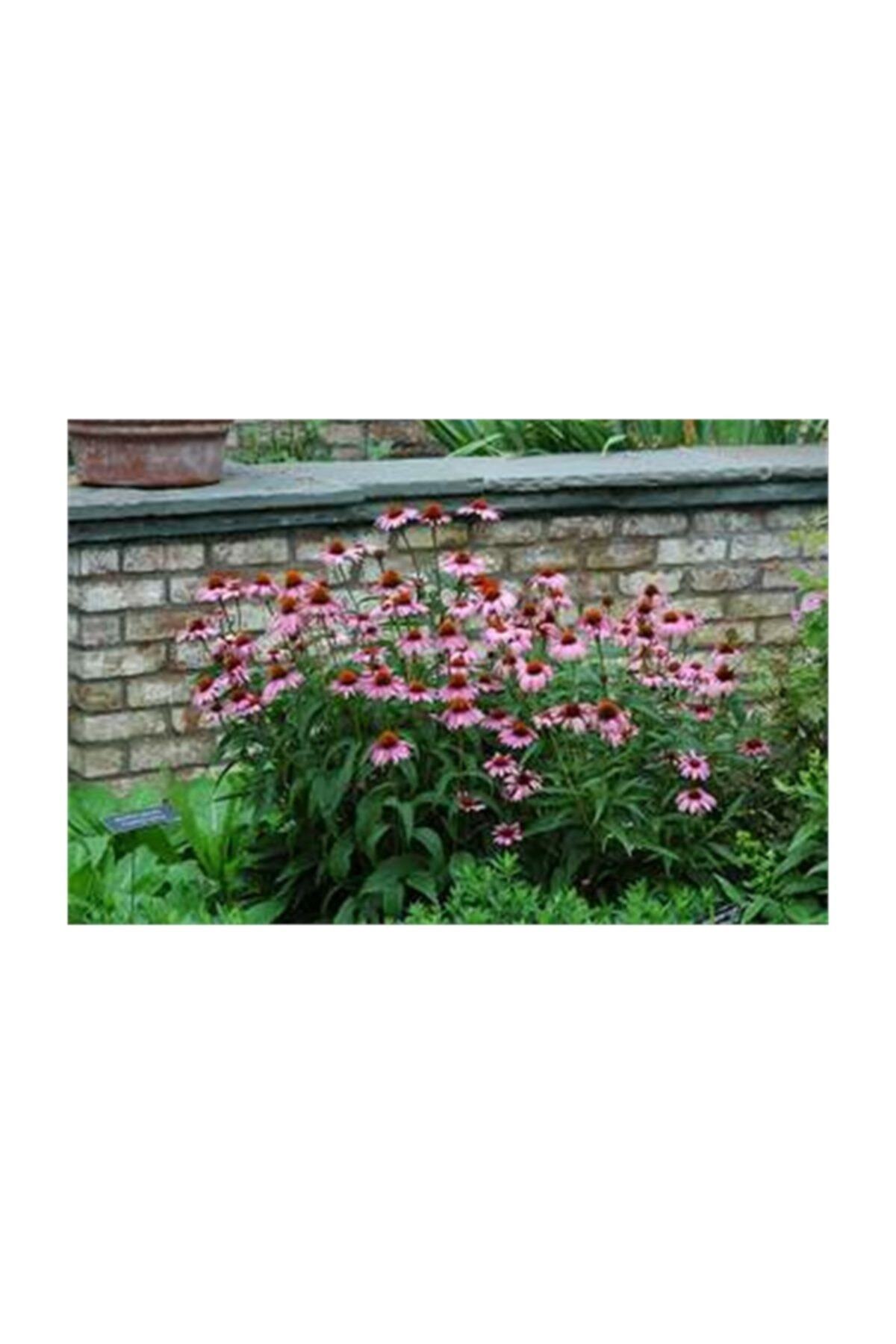 1001fidan Echinacea Purpurea Ekinezya Fidesi Koni Çiçeği Fidesi