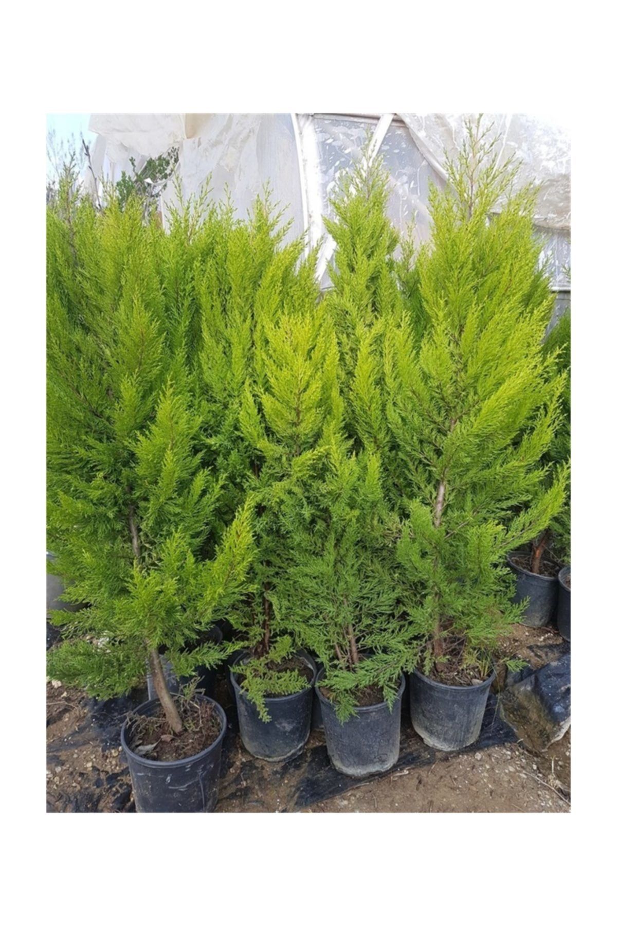 1001fidan Cupressus Macrocarpa Limon Selvi Limon Servi Limon Çamı Fidanı 20-40cm