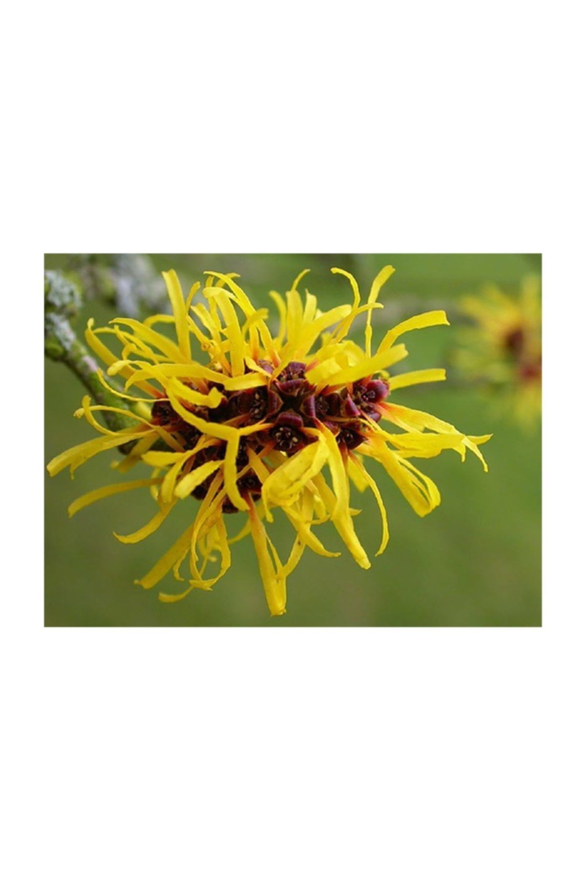 1001fidan Hamamelis Virginiana Sarı Hamamelis Cadı Fındığı Fidanı