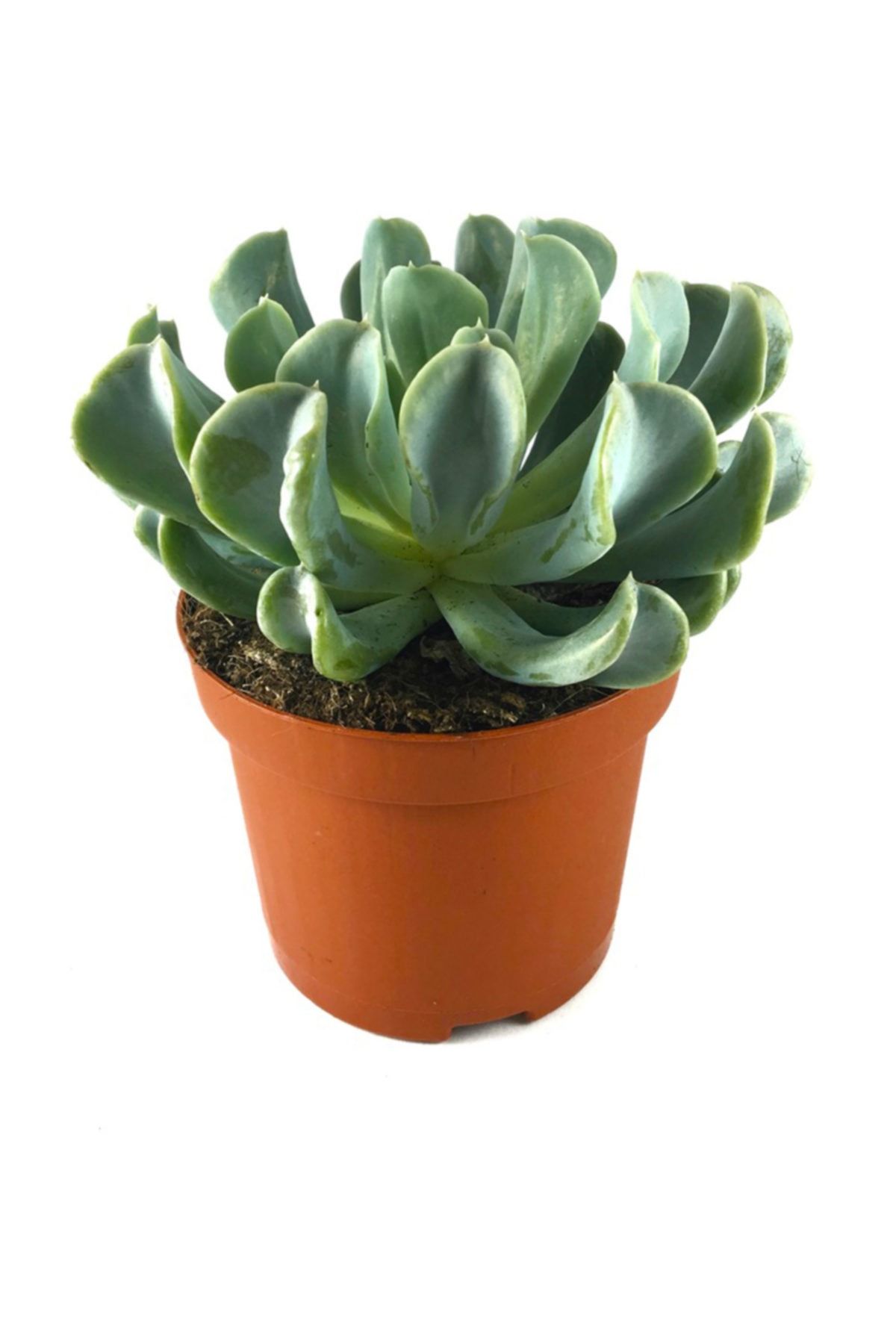Arts Gardens Echeveria Runyoni Succulent Bitkisi 5.5 Cm Lik Saksıda