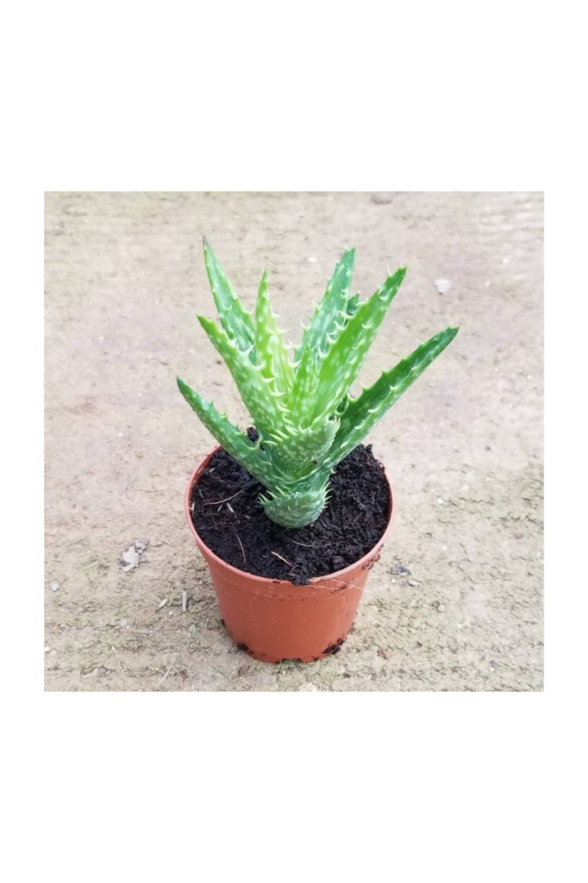 Berke Fidancılık Minyatür Aleovera 5.5 cm Saksıda