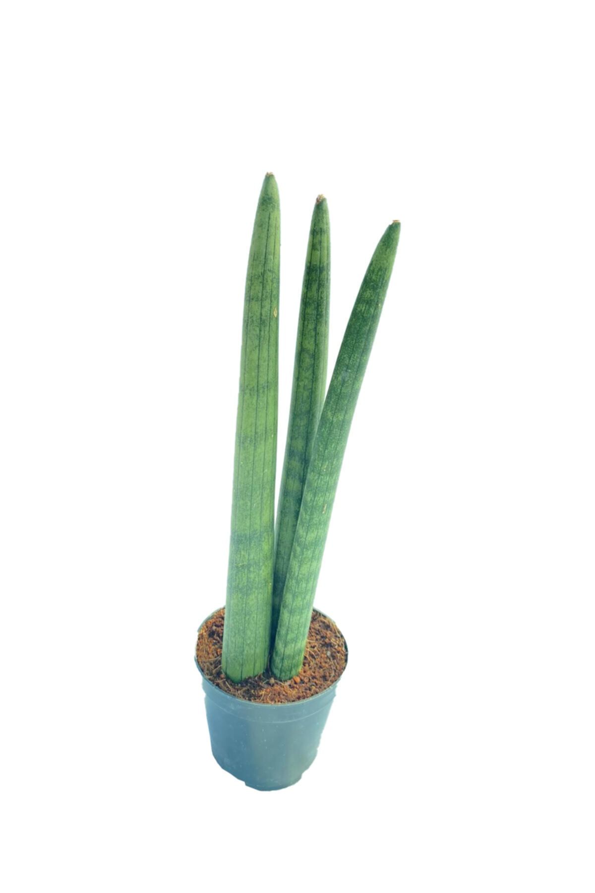 Sukulent Bahçem Sansevieria Cylindrica - Paşa Kılıcı - 7 Cm Saksıda