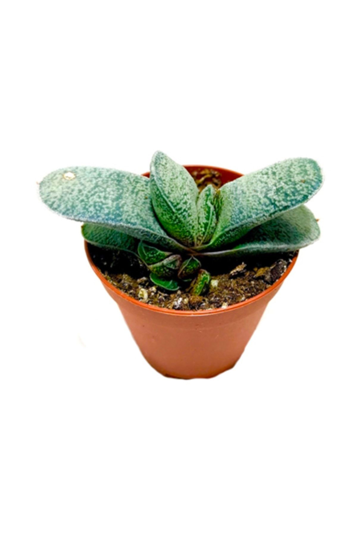 Arts Gardens Gasteriaa Doreenia Succulent Bitkisi 5.5 cm Lik Saksıda