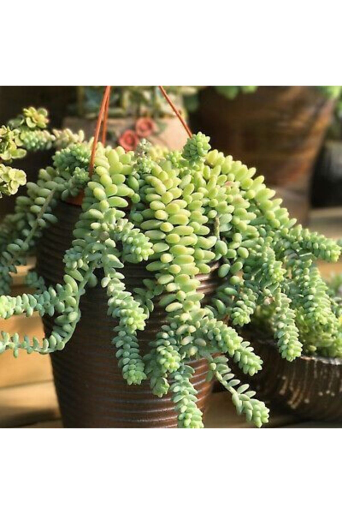 serada decor plant Sedum Burrito Morganianum (eşek Kuyruğu) Sukulent Bitki