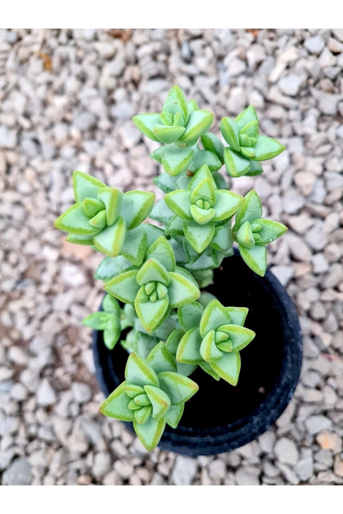 Astro Kaktüs Sukulent Crassula Rupestris