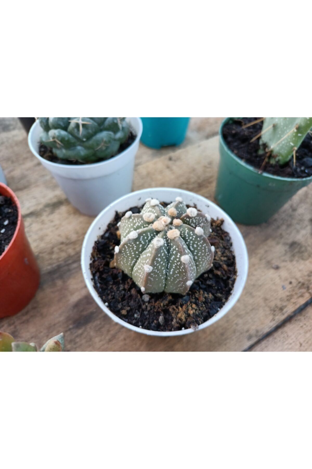 skulentdiyari Astrophytum Asterias 8.5 cm