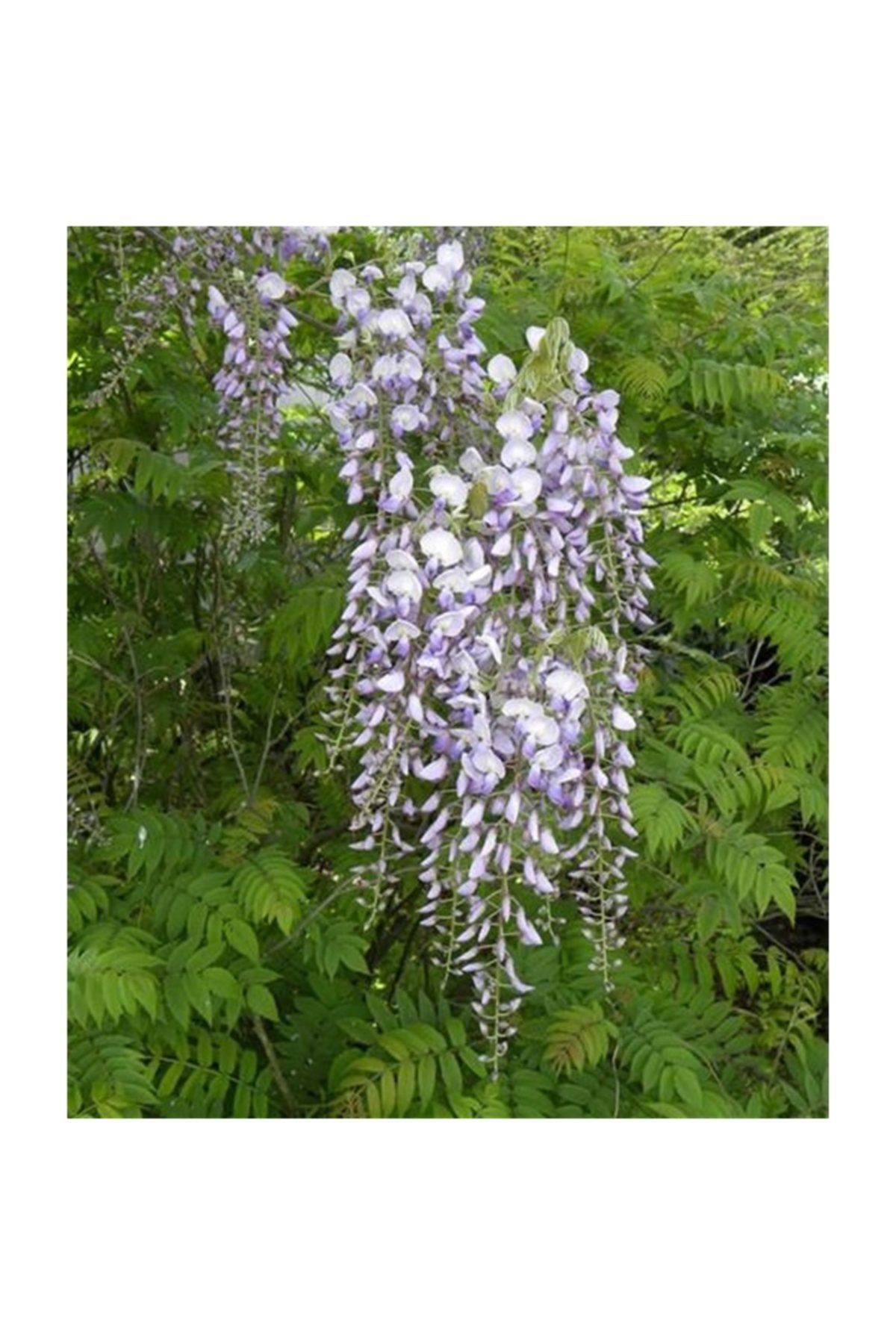 1001fidan Wisteria Floribunda Mauve Morsalkım Mor Salkım Fidanı