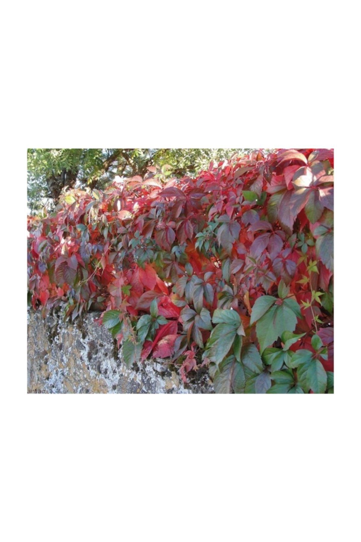 1001fidan Parthenocissus Quinq. Ampelopsis Amerikan Sarmaşık Fidanı 20-40cm