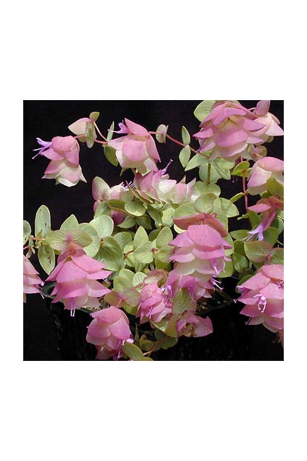 1001fidan Origanum Microphyllum Minik Yapraklı Mercanköşk Fidesi