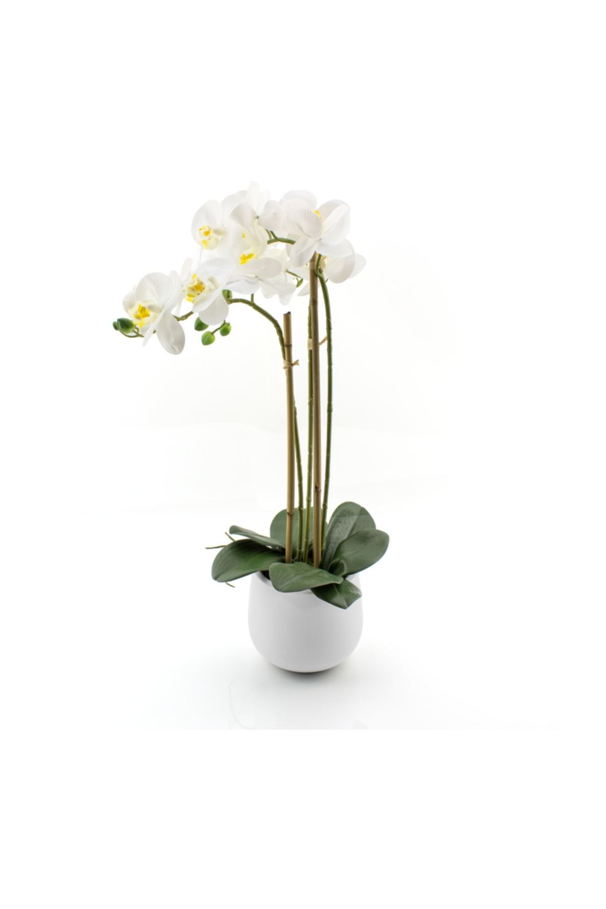 WANELLİ 16010069 Byk Saksılı Orkide Beyaz 84 cm