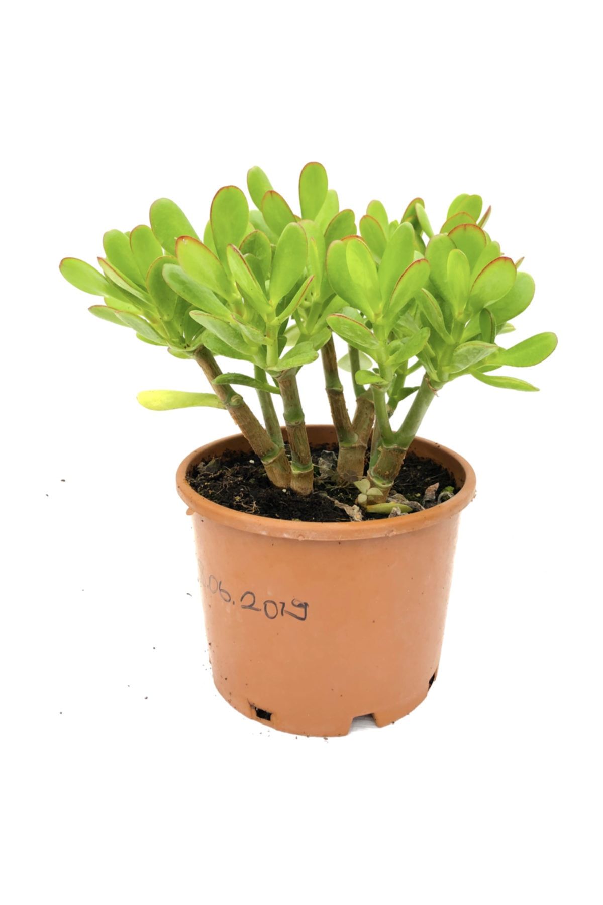 Arts Gardens Crassula Ovata 4 Yaşında , Bereket Ağacı