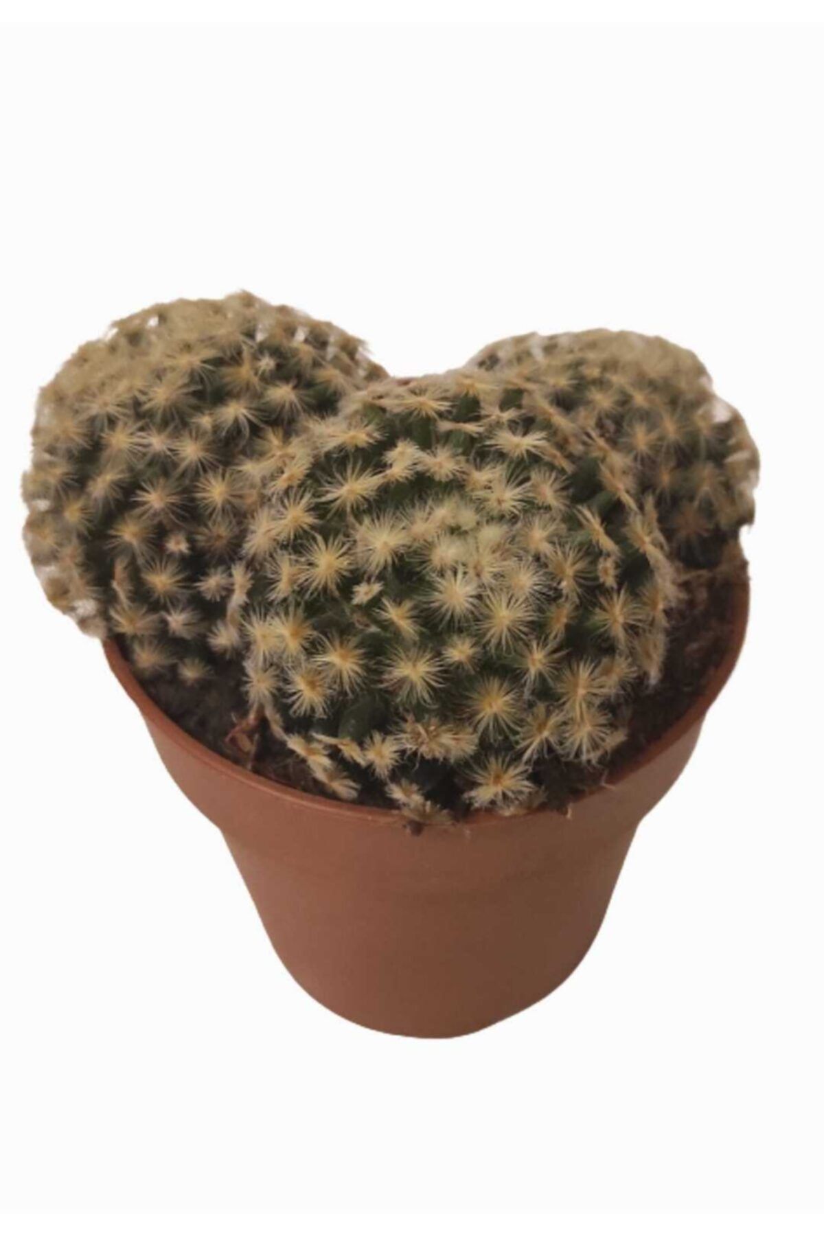 DİLEK DÜKKANI 8,5 cm Lik Saksıda Mammillaria Kaktüs Model No:1110