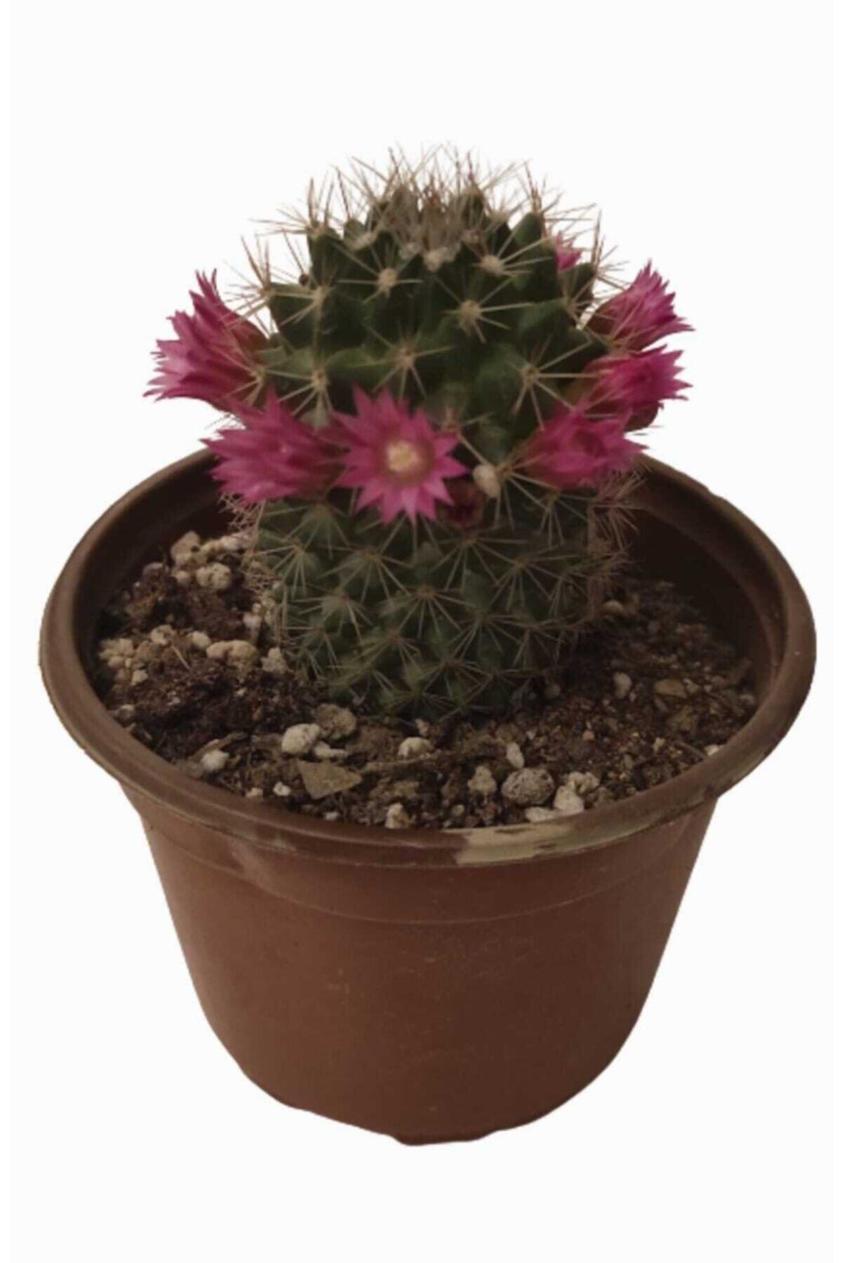 DİLEK DÜKKANI Saksıda Mammilaria Orcuttii Kaktüs Model No:1102