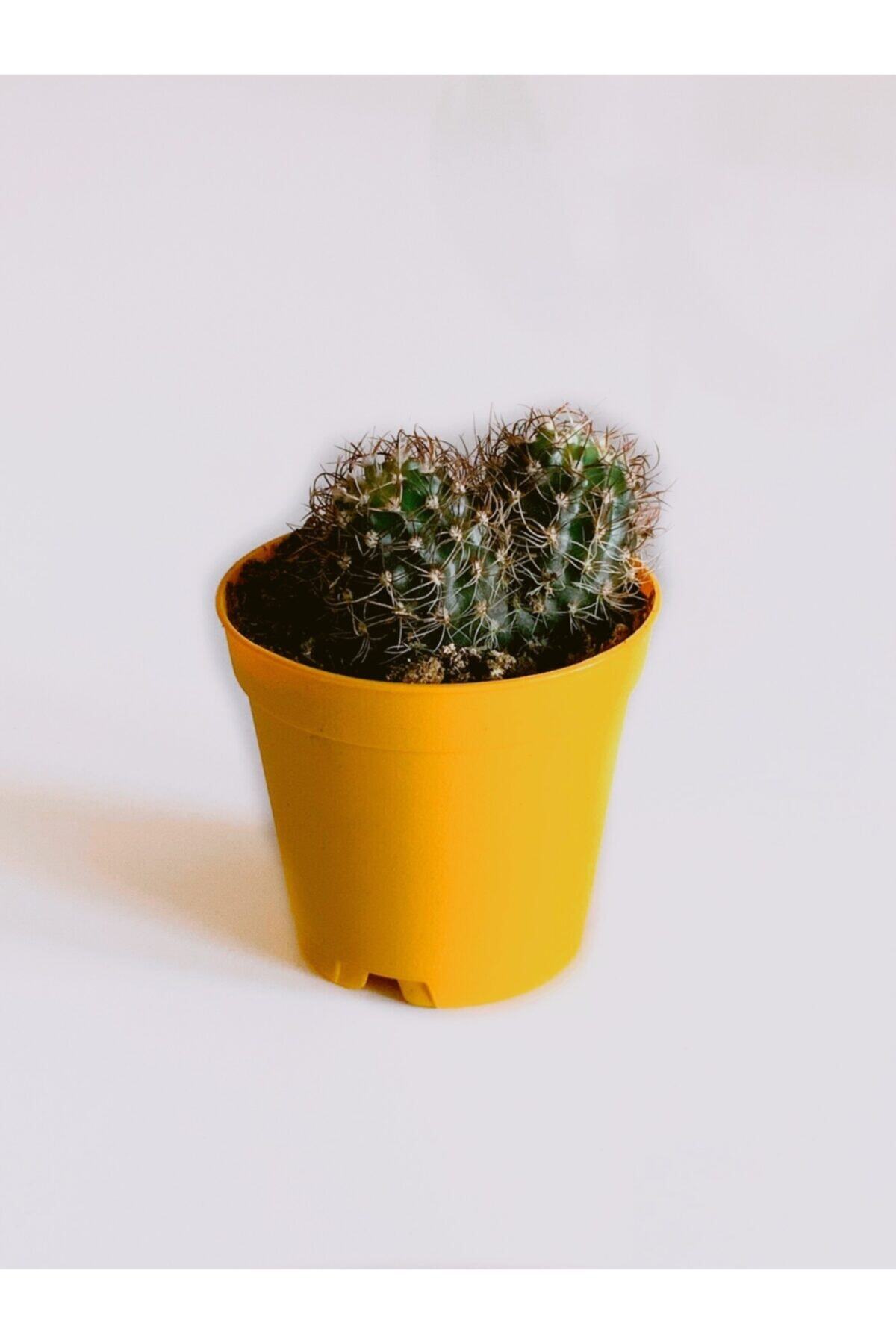 CACTUSMANİA Kaktüs