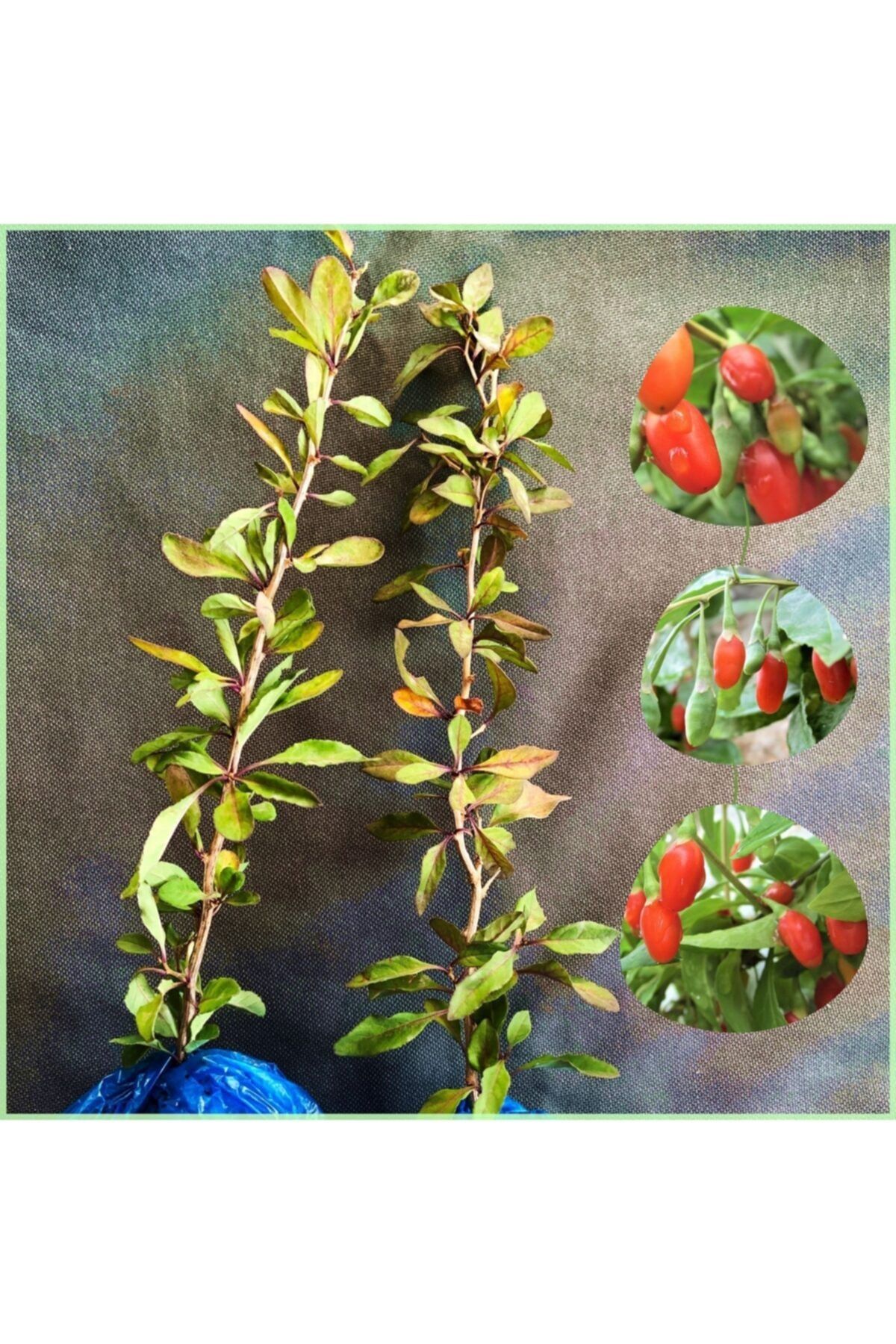 EGET Goji Berry Fidanı Iki Adet - Sarmaşık Türü Nq1 Fidan