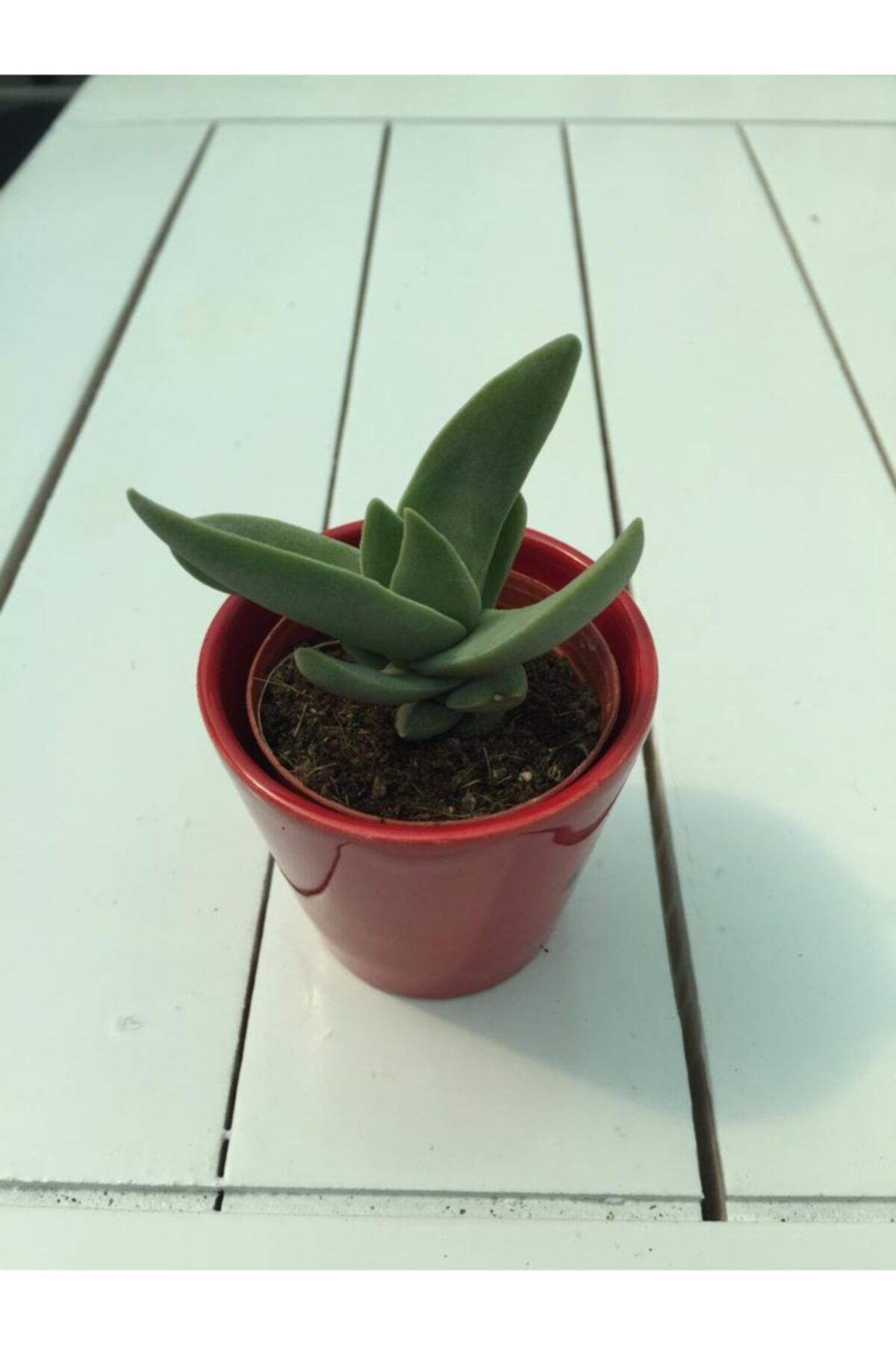 My Succulent Minor Kırmızı Çiçek Açan Sukulent Bitkisi