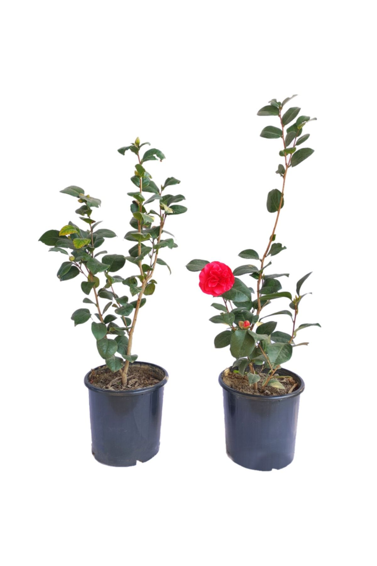 Fidansa Küçük Kamelya Çiçeği ( Camelia Japonica )
