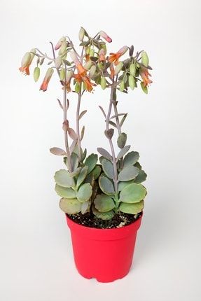 Bryophyllum Fedtschenkoi Kalanchoe Sukulent Lavanta Tarakları 8.5 Cm Kırmızı Saksıda