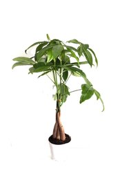 https://cdn.dsmcdn.com/sfweb-pdp/images/product-placeholder-v2.jpeg