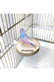 https://cdn.dsmcdn.com/sfweb-pdp/images/product-placeholder-v2.jpeg
