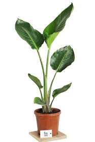 monstera.obliqua Monstera obliqua Peru main image 0