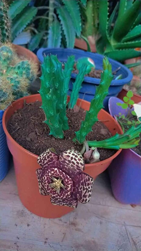 Müşteri fotoğrafı