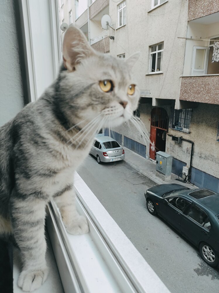 yavru kedim bu mamayı severek yio ve ürün çok güzel kargolanmış tavsiye ediyorum