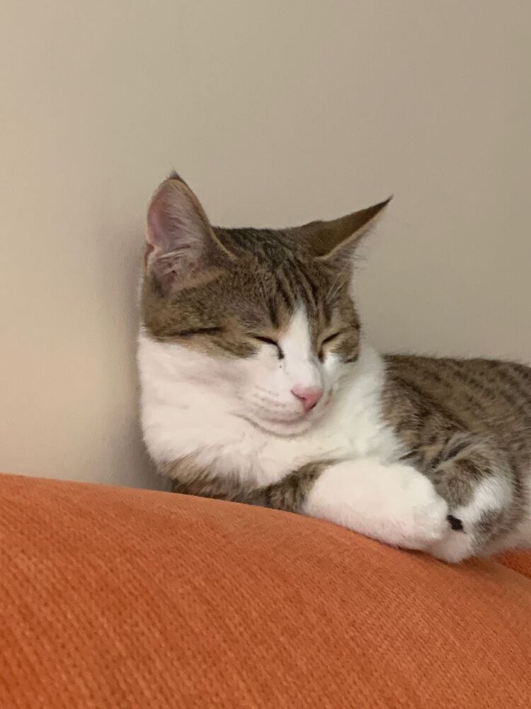 İki gün içinde elime ulaştı ürün, Hera'ya normalde Purina One veriyordum tadını sevdiği için ama sağlıksız olduğundan bırakmaya karar vermiştim. Bunu denediğinde çok sevdi iştahla yiyor <33 paketin içinden hediye beklemistim ahhshdhd ama olsun 💝 Yedikten sonra böyle uyuyor bir deee