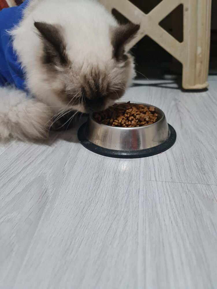 severek yiyoruz😀